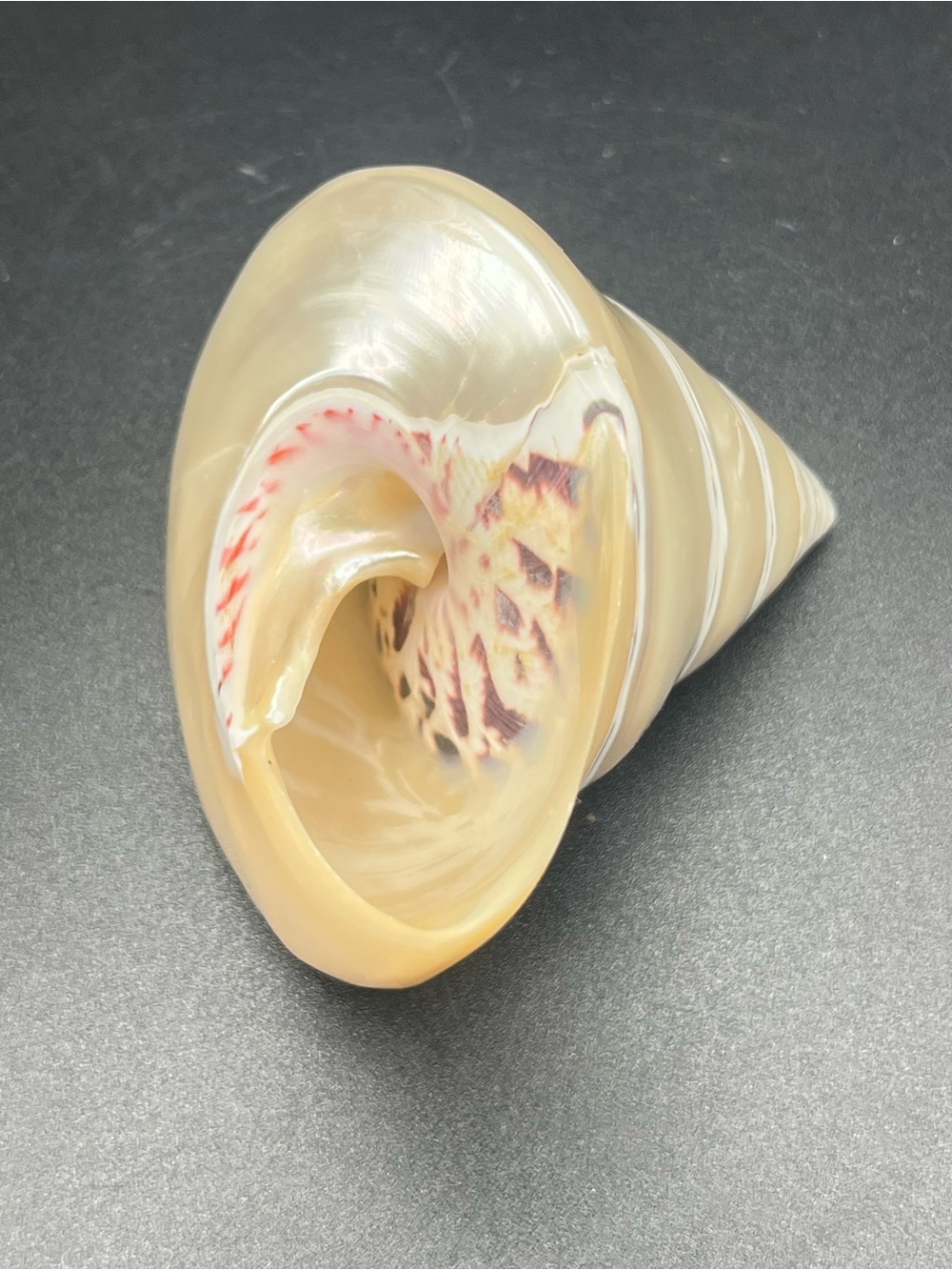 Polished Sea Shell Decor